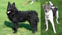 Croatian Sheepdog vs Brazilian Terrier - Breed Comparison