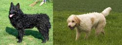 Croatian Sheepdog vs Briquet Griffon Vendeen - Breed Comparison