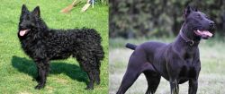 Croatian Sheepdog vs Canis Panther - Breed Comparison