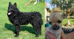 Croatian Sheepdog vs Chihuahua - Breed Comparison