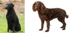 Curly Coated Retriever vs American Water Spaniel - Breed Comparison