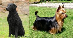 Curly Coated Retriever vs Australian Silky Terrier - Breed Comparison