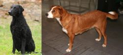 Curly Coated Retriever vs Austrian Pinscher - Breed Comparison
