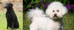 Curly Coated Retriever vs Bichon Frise - Breed Comparison