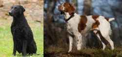 Curly Coated Retriever vs Brittany - Breed Comparison