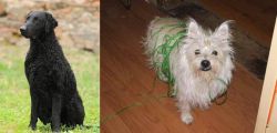 Curly Coated Retriever vs Cairland Terrier - Breed Comparison