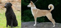 Curly Coated Retriever vs Canaan Dog - Breed Comparison