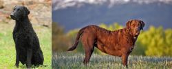 Curly Coated Retriever vs Chesapeake Bay Retriever - Breed Comparison