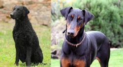 Curly Coated Retriever vs Doberman Pinscher - Breed Comparison