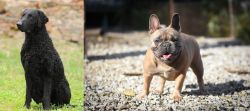 Curly Coated Retriever vs French Bulldog - Breed Comparison