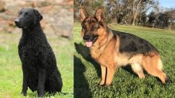 Curly Coated Retriever vs German Shepherd - Breed Comparison
