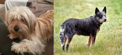 Cyprus Poodle vs Austrailian Blue Heeler - Breed Comparison