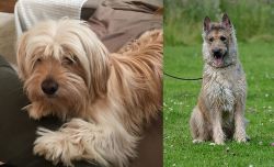 Cyprus Poodle vs Belgian Shepherd Dog (Laekenois) - Breed Comparison