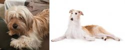 Cyprus Poodle vs Borzoi - Breed Comparison