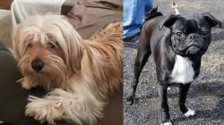 Cyprus Poodle vs Bugg - Breed Comparison