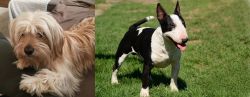 Cyprus Poodle vs Bull Terrier Miniature - Breed Comparison