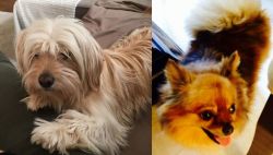 Cyprus Poodle vs Chiapom - Breed Comparison