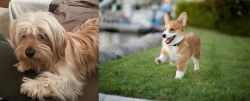 Cyprus Poodle vs Corgi - Breed Comparison