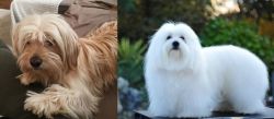 Cyprus Poodle vs Coton De Tulear - Breed Comparison