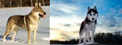 Czechoslovakian Wolfdog vs Alaskan Husky - Breed Comparison