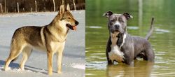 Czechoslovakian Wolfdog vs American Staffordshire Terrier - Breed Comparison