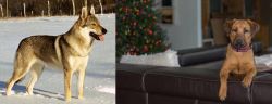 Czechoslovakian Wolfdog vs Black Mouth Cur - Breed Comparison