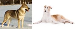Czechoslovakian Wolfdog vs Borzoi - Breed Comparison
