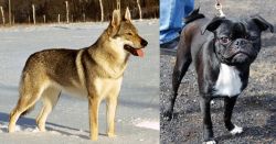 Czechoslovakian Wolfdog vs Bugg - Breed Comparison