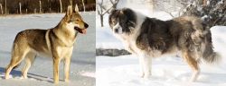Czechoslovakian Wolfdog vs Caucasian Shepherd - Breed Comparison