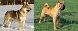 Czechoslovakian Wolfdog vs Chinese Shar Pei - Breed Comparison