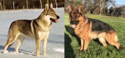Czechoslovakian Wolfdog vs German Shepherd - Breed Comparison