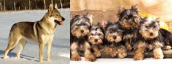 Czechoslovakian Wolfdog vs Yorkshire Terrier - Breed Comparison