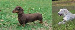 Dachshund vs Akbash Dog - Breed Comparison