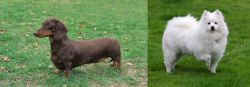 Dachshund vs American Eskimo Dog - Breed Comparison