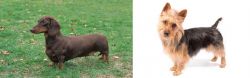 Dachshund vs Australian Terrier - Breed Comparison