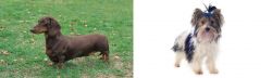 Dachshund vs Biewer - Breed Comparison