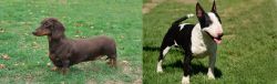 Dachshund vs Bull Terrier Miniature - Breed Comparison