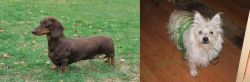Dachshund vs Cairland Terrier - Breed Comparison