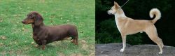 Dachshund vs Canaan Dog - Breed Comparison