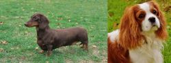Dachshund vs Cavalier King Charles Spaniel - Breed Comparison