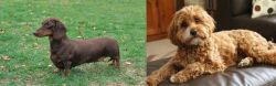 Dachshund vs Cavapoo - Breed Comparison