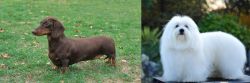 Dachshund vs Coton De Tulear - Breed Comparison