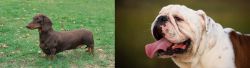 Dachshund vs English Bulldog - Breed Comparison