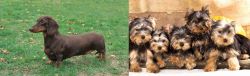 Dachshund vs Yorkshire Terrier - Breed Comparison