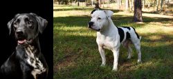 Dalmador vs American Bulldog - Breed Comparison