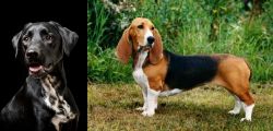 Dalmador vs Basset Artesien Normand - Breed Comparison