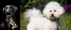 Dalmador vs Bichon Frise - Breed Comparison