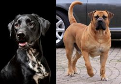 Dalmador vs Boerboel - Breed Comparison