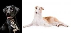 Dalmador vs Borzoi - Breed Comparison