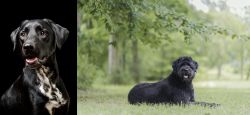 Dalmador vs Bouvier des Flandres - Breed Comparison